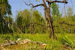 Grass Snake (Natrix natrix) adult, in cultivated habitat, Italy, april