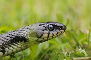 Semi Aquatic Prints: Grass Snake (Natrix natrix) adult