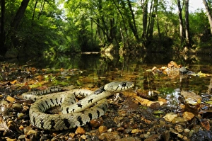 Grass Snake (Natrix natrix) adult, coiled beside stream in woodland habitat, Italy, August