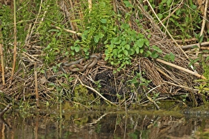 Rumania Prints: Grass Snake (Natrix natrix) two adults