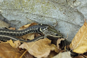 Frog Prints: Grass Snake (Natrix natrix) striped form