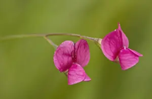 Rumania Prints: Grass Vetchling (Lathyrus nissolia) close-up of flowers