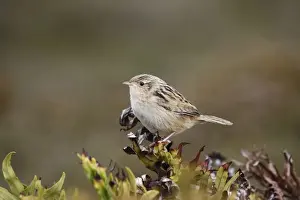 Subantarctic Prints: Grass Wren (Cistothorus platensis falklandicus) adult