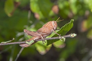 Grasshopper Prints: Grasshopper (Eyprepocnemis plorans) nymph