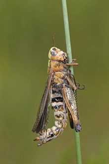 Killing Prints: Grasshopper (Orthoptera sp. ) adult