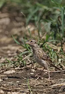 West Indian Prints: Grasshopper Sparrow (Ammodramus savannarum savannarum) adult female