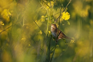 Sun Light Prints: Grasshopper Warbler (Locustella naevia) adult