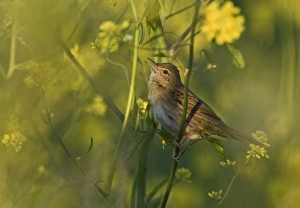 Grasshopper Warbler (Locustella naevia) adult, singing, perched on stem in evening sunlight, Cley, Norfolk, England, june