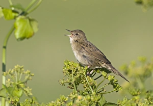 Grasshopper Warbler (Locustella naevia) adult, singing, perched on umbellifer seedhead, Cley, Norfolk, England, june