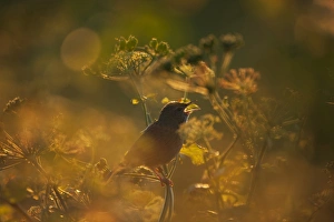 Grasshopper Warbler (Locustella naevia) adult, singing, perched on umbellifer stem in evening sunlight, Norfolk, England, may