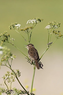 Grasshopper Warbler (Locustella naevia) adult, singing, perched on umbellifer stem, Norfolk, England, may