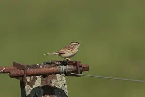 Sparrow Prints: Grassland Sparrow (Ammodramus humeralis) adult male