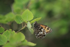 Butterfly Prints: Grayling (Hipparchia semele) adult, resting on leaf, Norfolk, England, July
