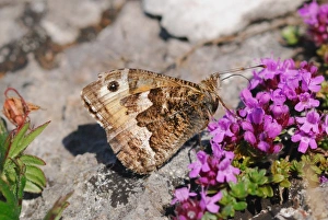 Grayling (Hipparchia semele) adult, feeding on Wild Thyme (Thymus praecox) flowers on coastal cliff, Gower Peninsula, Glamorgan, South Wales, june