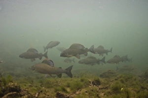 Swimming Prints: Grayling (Thymallus thymallus) adults