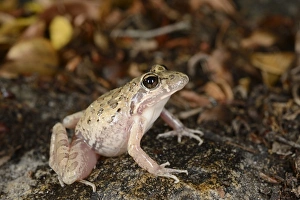 South Africa Prints: Grays Stream Frog (Strongylopus grayii) adult, sitting on rocks, South Africa, February