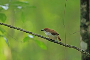 Ant Birds Prints: Great Antshrike (Taraba major) adult female