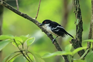 Ant Birds Prints: Great Antshrike (Taraba major) adult male