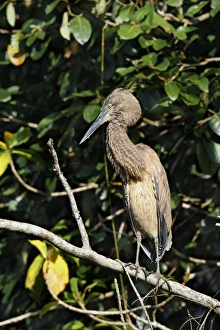 Daintree Prints: Great-billed Heron (Ardea sumatrana) immature