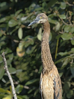 Great-billed Heron (Ardea sumatrana) immature, close-up of head and neck, Daintree River, Daintree N. P