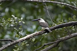 Kingfishers Prints: Great-billed Kingfisher (Pelargopsis melanorhyncha) adult