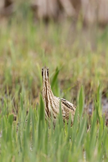 Great Bittern (Botaurus stellaris) adult, standing amongst Yellow Iris (Iris pseudacorus) leaves