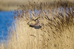 Reed Bed Prints: Great Bittern (Botaurus stellaris) adult