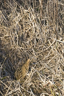 Great Bittern (Botaurus stellaris) adult, standing in reedbed, Norfolk, England, winter