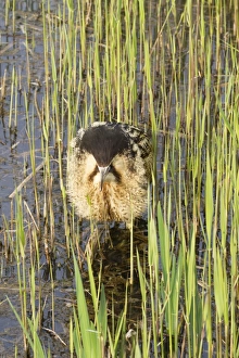 Great Bittern (Botaurus stellaris) adult, booming, standing in reedbed, Minsmere RSPB Reserve, Suffolk, England, april