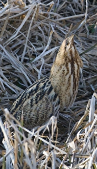 Great Bittern (Botaurus stellaris) adult, standing in reedbed, Norfolk, England, winter