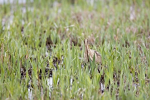 Great Bittern (Botaurus stellaris) adult, standing amongst fresh reedbed growth, Minsmere RSPB Reserve, Suffolk, England, april