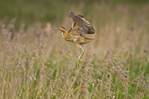 Great Bittern (Botaurus stellaris) adult, in flight, landing in reedbed, Titchwell RSPB Reserve, Norfolk, England, june