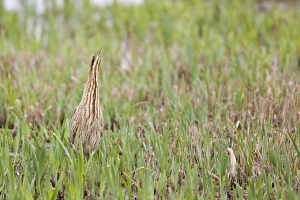 Great Bittern (Botaurus stellaris) adult, standing amongst fresh reedbed growth, Minsmere RSPB Reserve, Suffolk, England, april