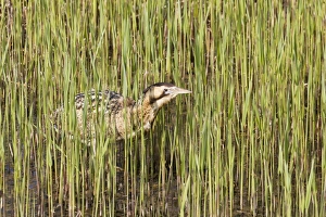 Great Bittern (Botaurus stellaris) adult, standing in reedbed, Minsmere RSPB Reserve, Suffolk, England, april
