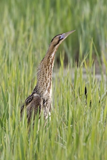 Great Bittern (Botaurus stellaris) adult, standing in reedbed, Minsmere RSPB Reserve, Suffolk, England, april