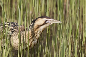 Great Bittern (Botaurus stellaris) adult, close-up of head, standing in reedbed, Minsmere RSPB Reserve, Suffolk, England, april