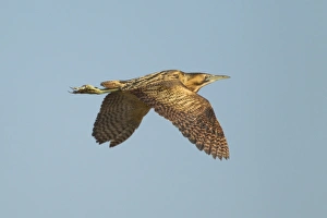Great Bittern (Botaurus stellaris) adult, in flight, Minsmere RSPB Reserve, Suffolk, England, may