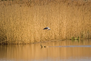 Great Bittern (Botaurus stellaris) adult, swimming, being mobbed by Black-headed Gull (Larus ridibundus) in flight, Minsmere RSPB Reserve, Suffolk, England, april
