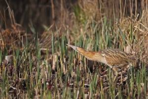 Great Bittern (Botaurus stellaris) adult, walking in reedbed, Minsmere RSPB Reserve, Suffolk, England, april