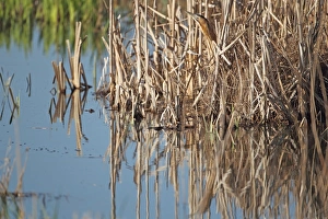 Great Bittern (Botaurus stellaris) adult, standing amongst reeds at edge of reedbed, Minsmere RSPB Reserve, Suffolk, England, april