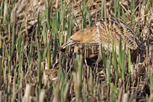 Great Bittern (Botaurus stellaris) adult, feeding on Water Vole (Arvicola terrestris) in reedbed, Minsmere RSPB Reserve, Suffolk, England, april