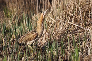 Great Bittern (Botaurus stellaris) adult, standing in reedbed, Minsmere RSPB Reserve, Suffolk, England, april