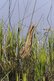 Reed Bed Prints: Great Bittern (Botaurus stellaris) adult