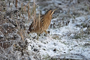 Great Bittern (Botaurus stellaris) adult, standing in snow, Norwich, Norfolk, England, december