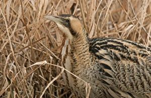 Great Bittern (Botaurus stellaris) adult, close-up of head and neck, standing in reedbed, England, march