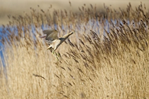 Great Bittern (Botaurus stellaris) adult, in flight over reedbed, Minsmere RSPB Reserve, Suffolk, England, april