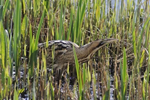 Great Bittern (Botaurus stellaris) adult, hunting in reedbed, Minsmere RSPB Reserve, Suffolk, England, april