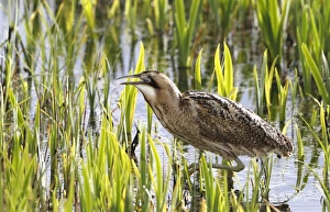 Great Bittern (Botaurus stellaris) adult, walking in reedbed, Suffolk, England, april