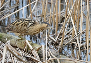 Great Bittern (Botaurus stellaris) adult, hunting, standing on log in reedbed, Slimbridge, Gloucestershire, England