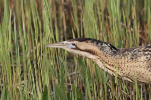 Great Bittern (Botaurus stellaris) adult, close-up of head, in reedbed, Minsmere RSPB Reserve, Suffolk, England, April